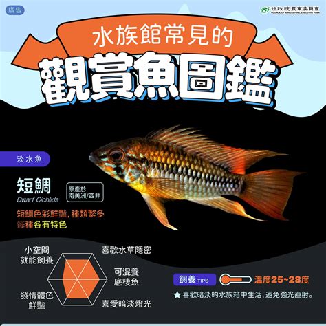 觀賞魚